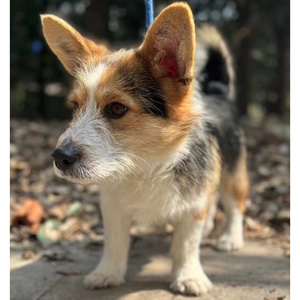 ♀ KALU, Corgimix