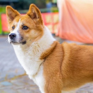 ♂ JUNJUN, Shiba-Akita Mix