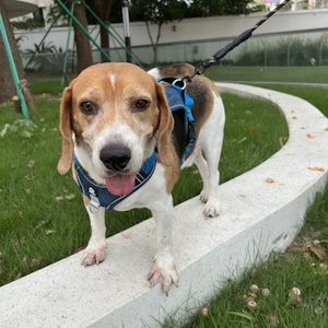 ♂ ROAMY, Beagle